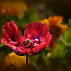 Mohn in Cilaosa ...