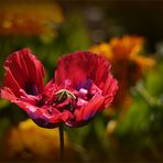 Mohn in Cilaosa ...