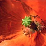 Mohn in Cross-Rot