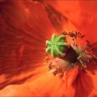 Mohn in Cross-Rot