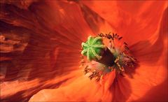 Mohn in Cross-Rot