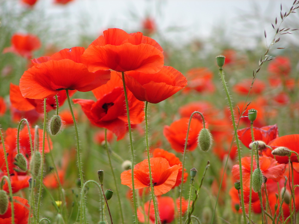 Mohn in Dänemark