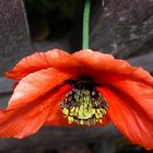 Mohn in Dänemark