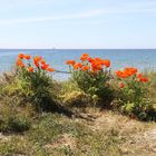 Mohn in den Dünen