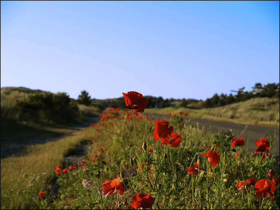 Mohn in den Dünen von Schoorl