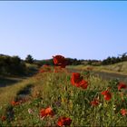 Mohn in den Dünen von Schoorl