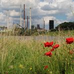 Mohn in den Rheinwiesen