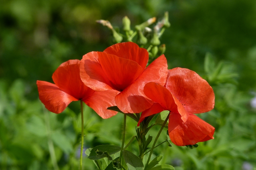 Mohn in den Weinbergen