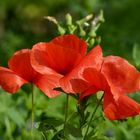 Mohn in den Weinbergen