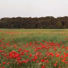 Mohn in der Abendsonne