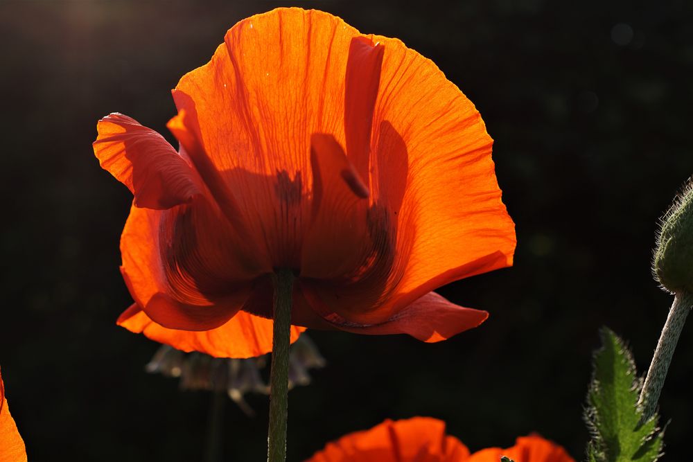 Mohn in der Abendsonne