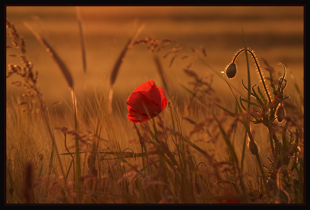 Mohn in der Abendsonne 2