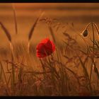 Mohn in der Abendsonne 2