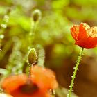 Mohn in der Abendsonne...