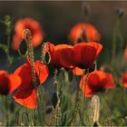 Mohn in der Abendsonne