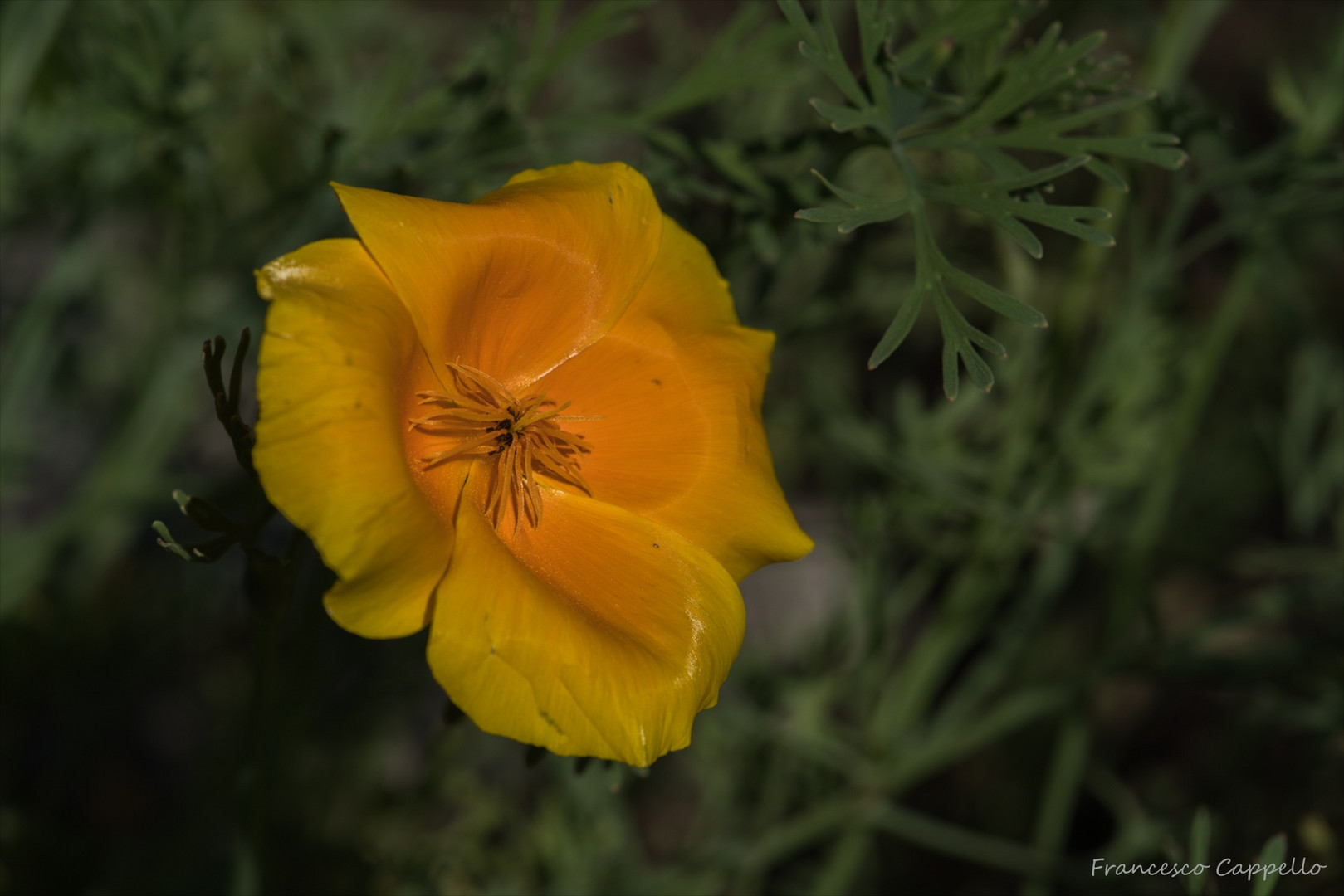 Mohn in der Abendsonne