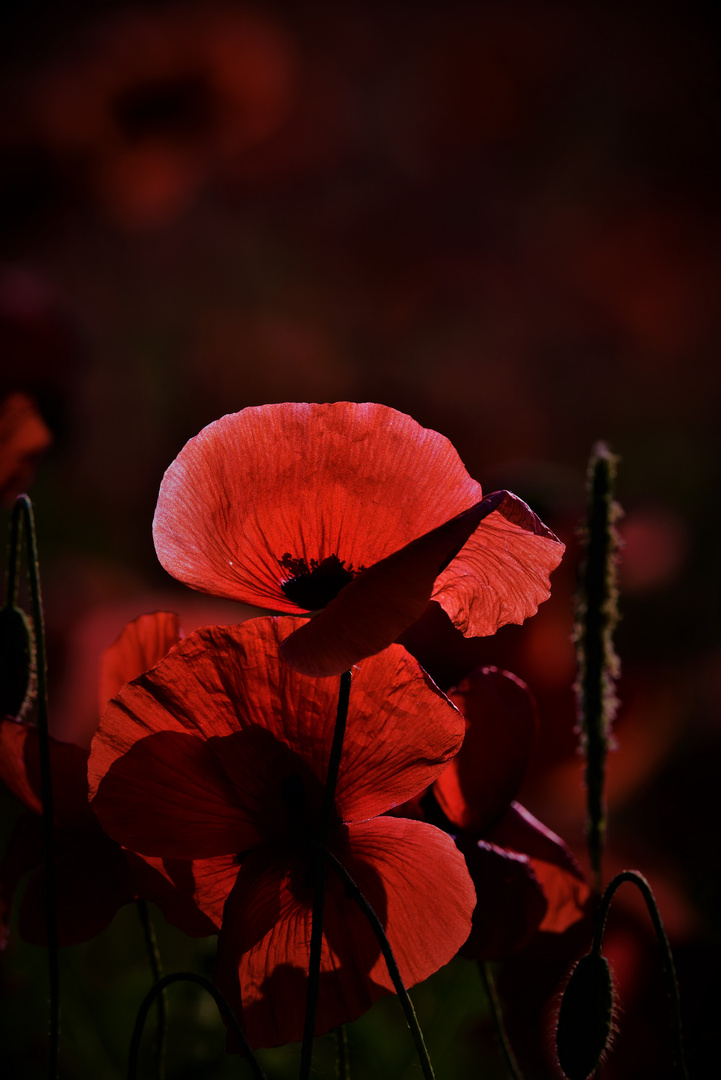 Mohn in der Abendsonne