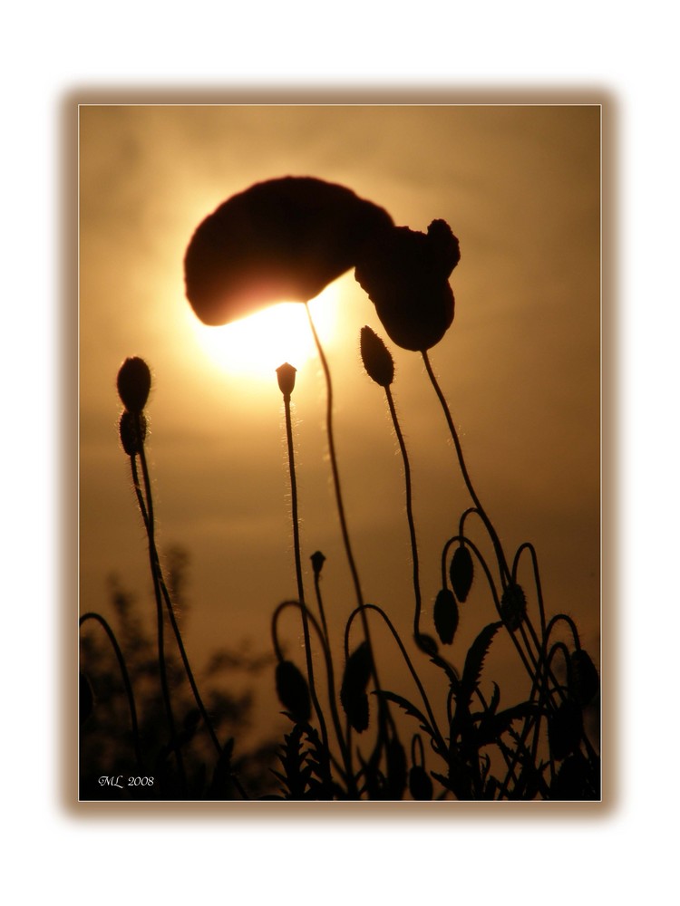 Mohn in der Abendsonne