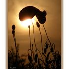 Mohn in der Abendsonne