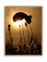 Mohn in der Abendsonne von Martin Lehmann Fotografie