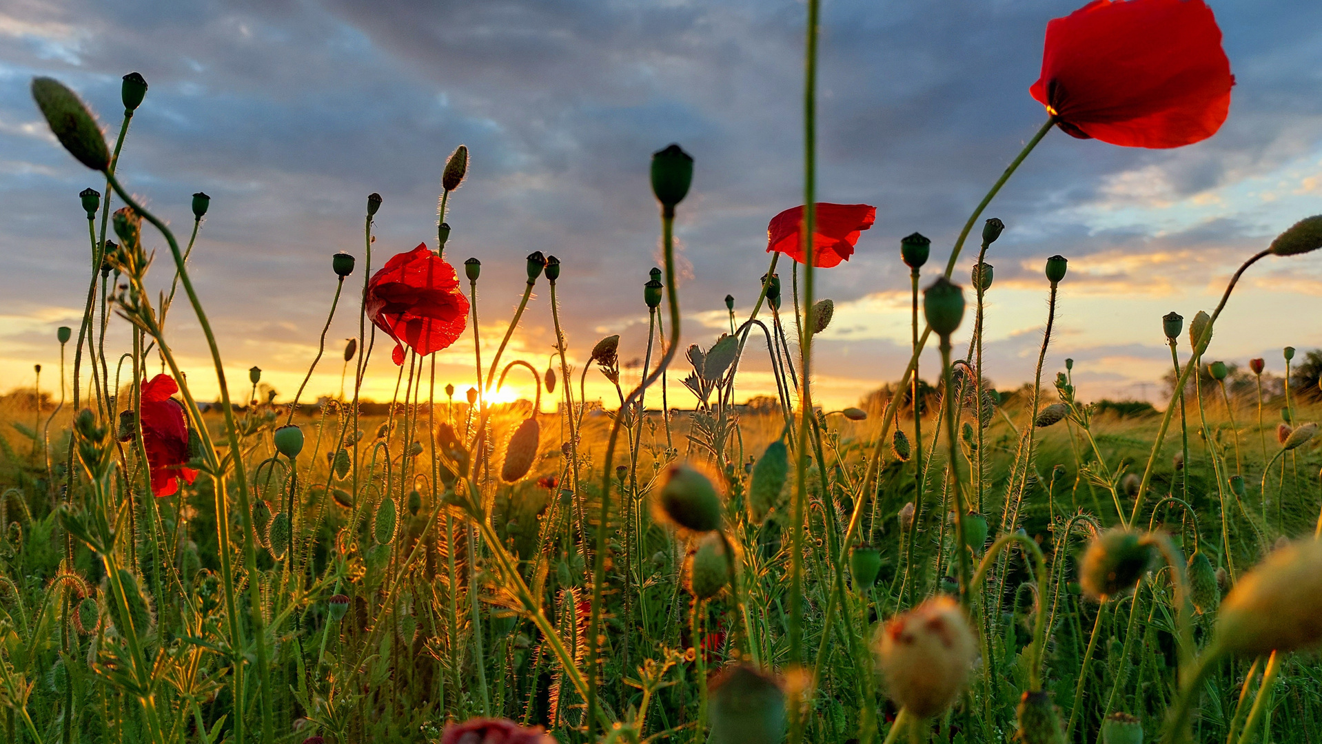 Mohn in der Abendsonne