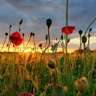 Mohn in der Abendsonne