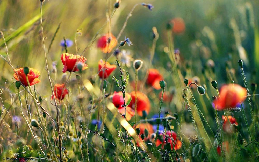 Mohn in der Abendsonne