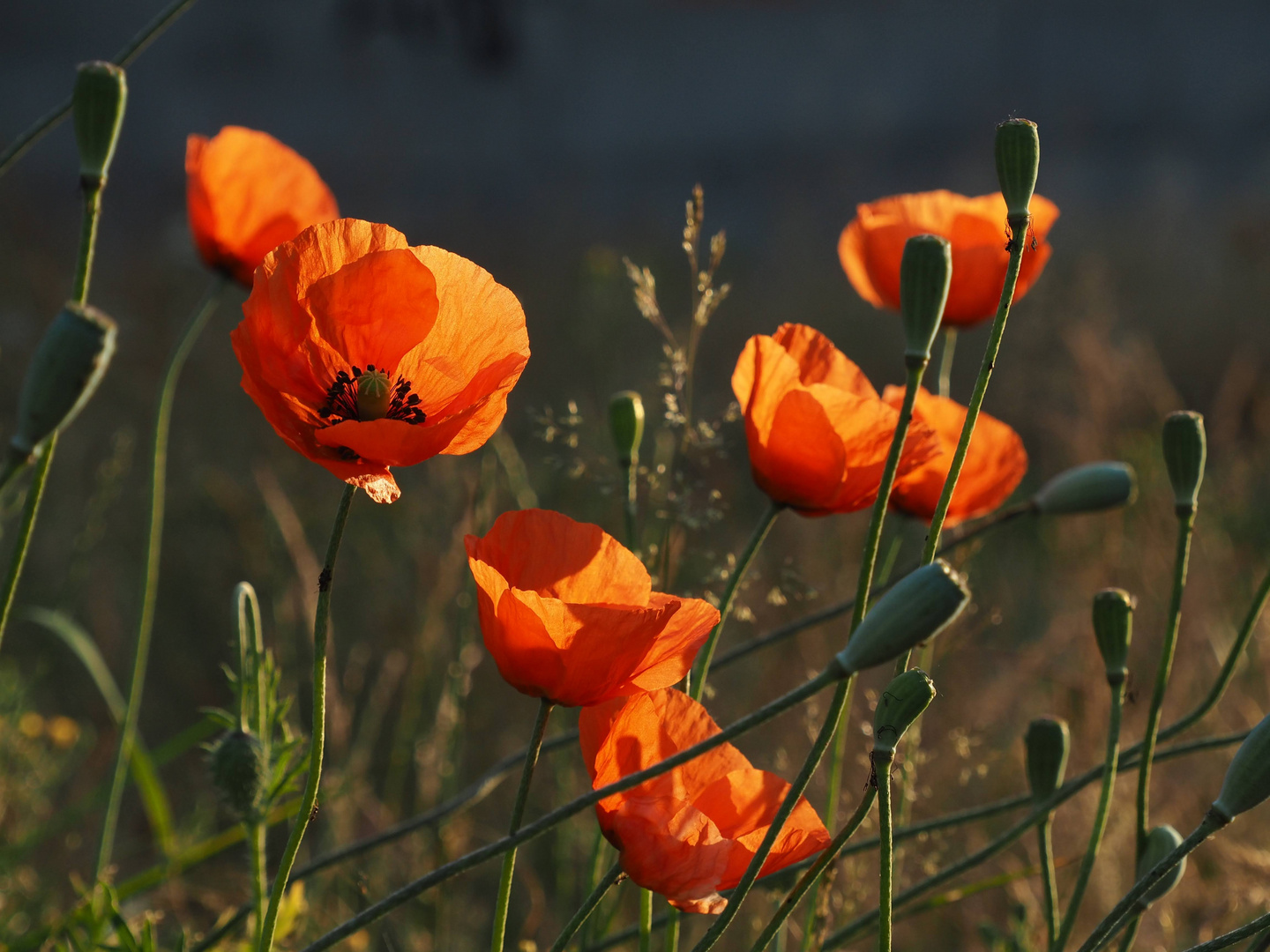 Mohn in der Abendsonne