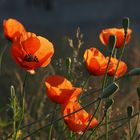 Mohn in der Abendsonne