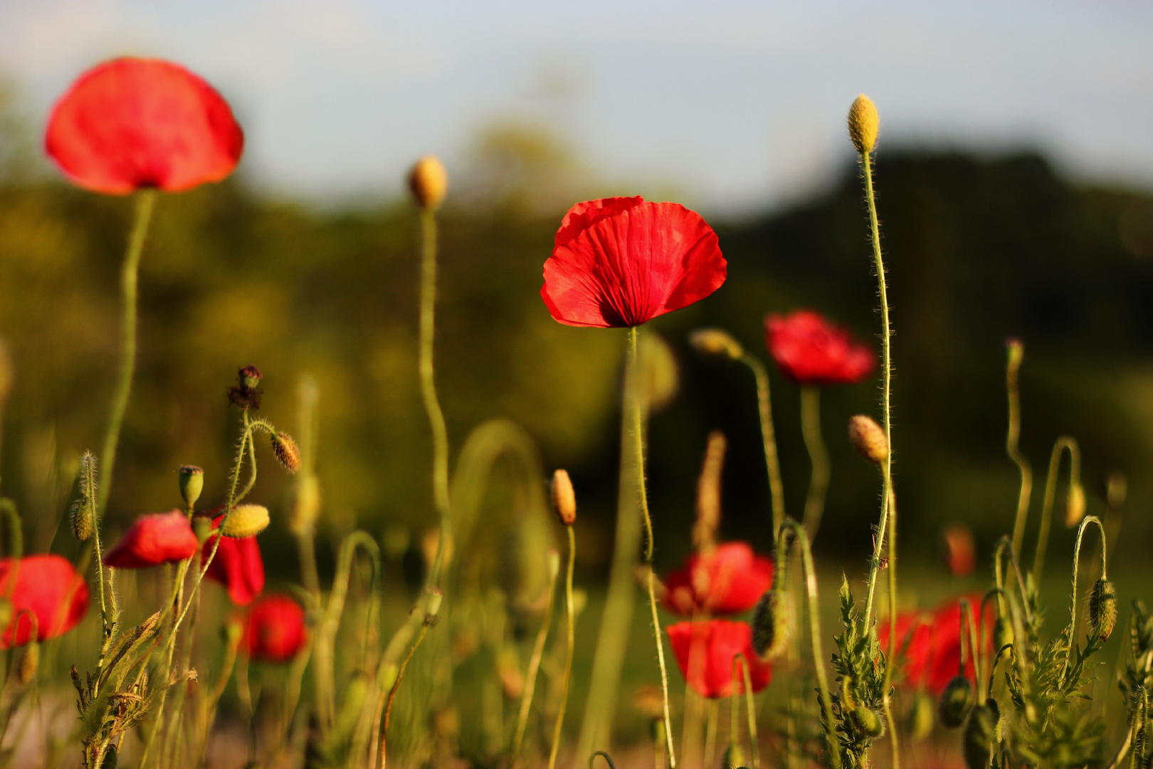 Mohn in der Abendsonne