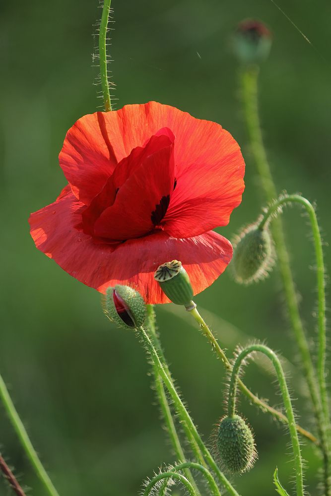 Mohn in der Abendsonne