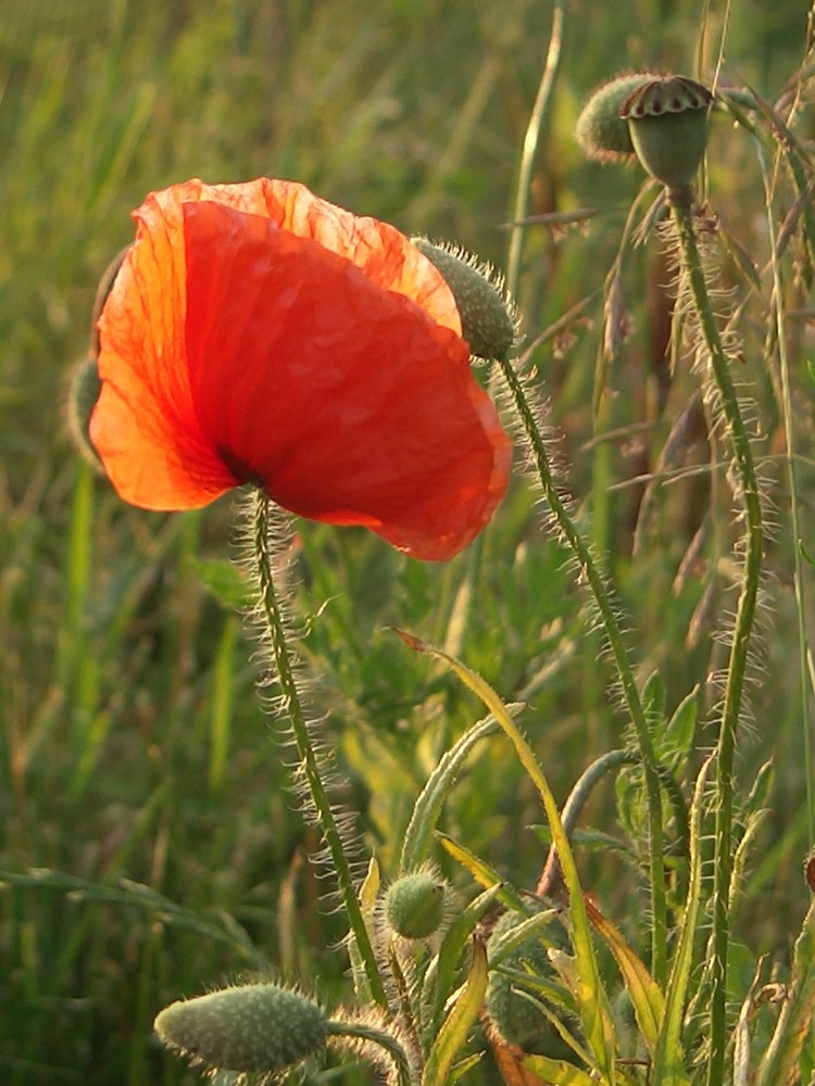 Mohn in der Abendsonne