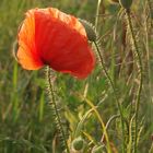 Mohn in der Abendsonne