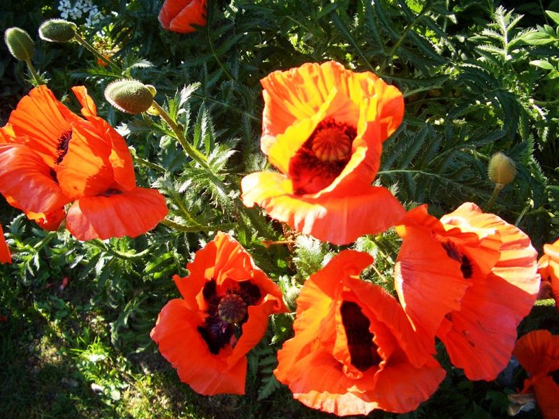 Mohn in der Abendsonne