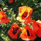 Mohn in der Abendsonne