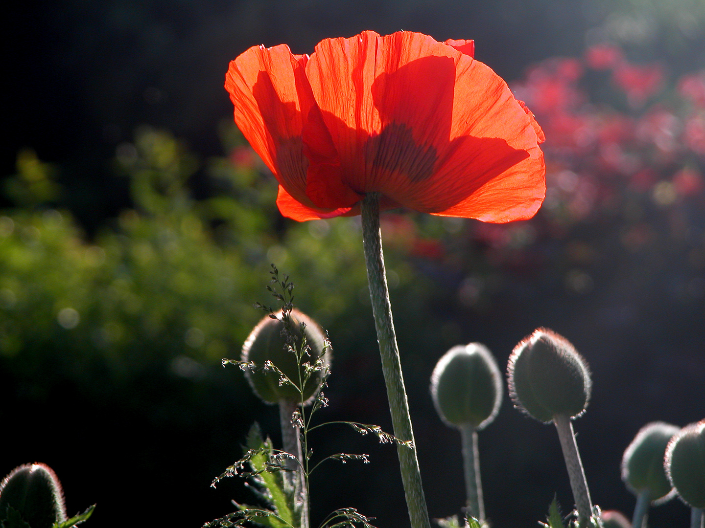 Mohn in der Abendsonne