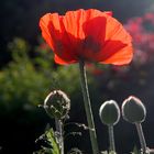 Mohn in der Abendsonne