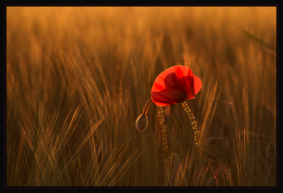 Mohn in der Abendsonne