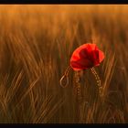 Mohn in der Abendsonne