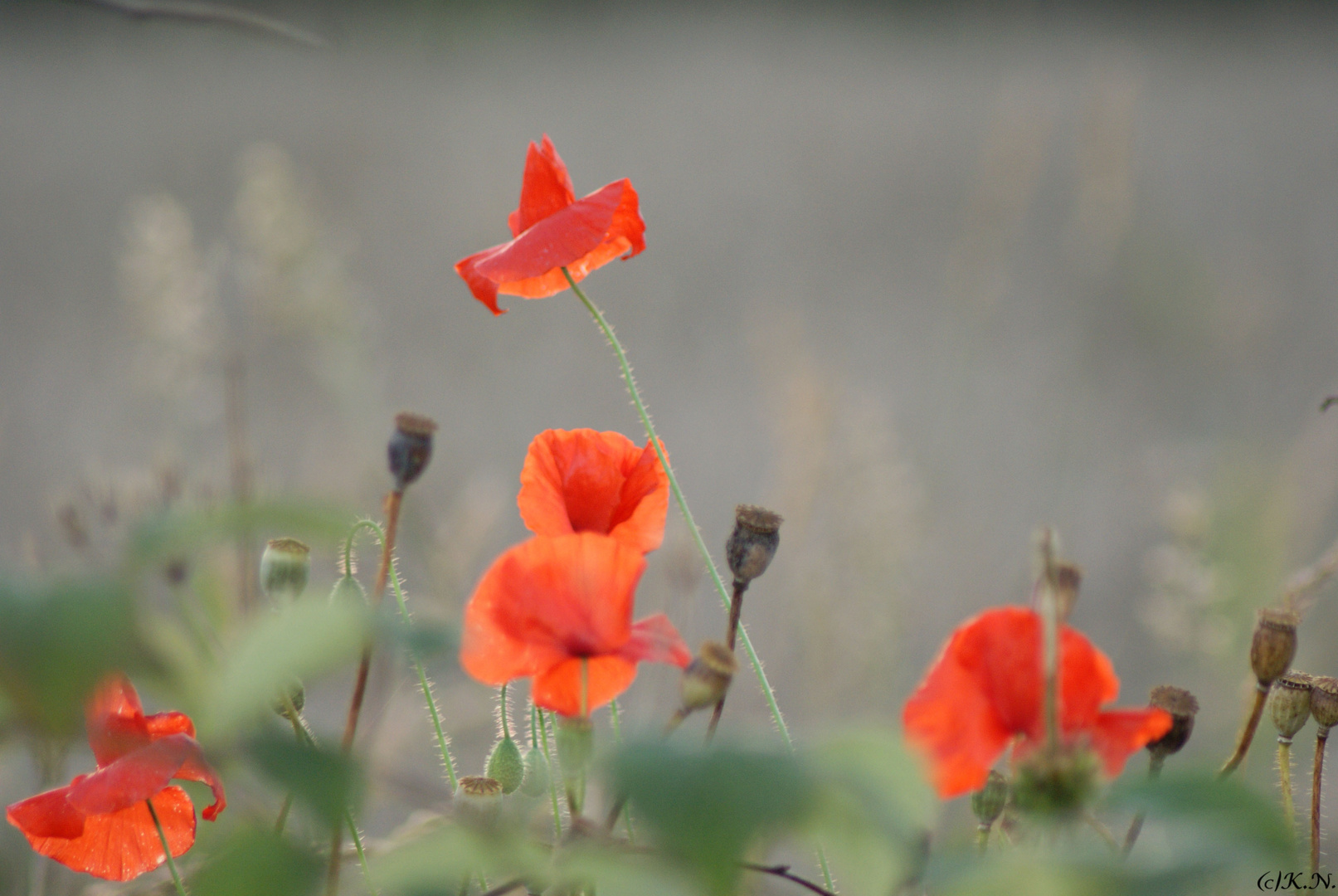 °°°Mohn in der Abendsonne°°°