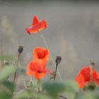 °°°Mohn in der Abendsonne°°°