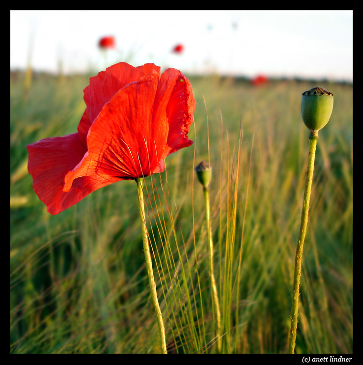 Mohn in der Abendsonne...