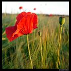 Mohn in der Abendsonne...