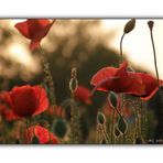 Mohn in der Abendsonne I