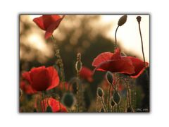 Mohn in der Abendsonne I