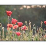 Mohn in der Abendsonne IV