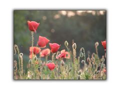 Mohn in der Abendsonne IV