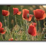 Mohn in der Abendsonne V