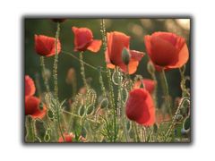 Mohn in der Abendsonne V