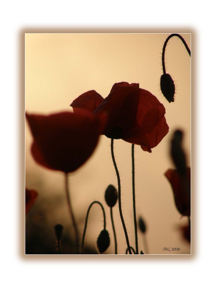 Mohn in der Abendsonne VI